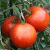 Tomato plants