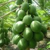 Papaya Plants