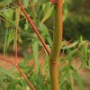 Eucalyptus
