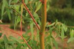 Eucalyptus