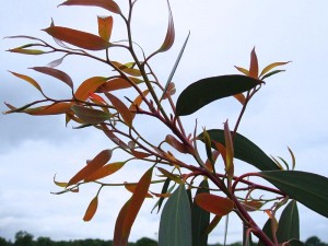 Eucalyptus plant