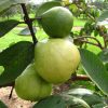 Guava Plants