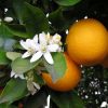 Orange Plants