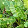 Banana Plants