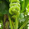 Banana Plants