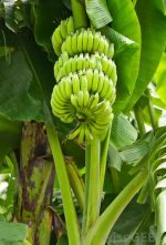 Banana Plants