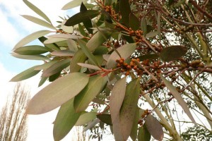 eucalyptus agriculture