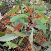 Eucalyptus Plants - Image 3
