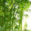 Bamboo Plants