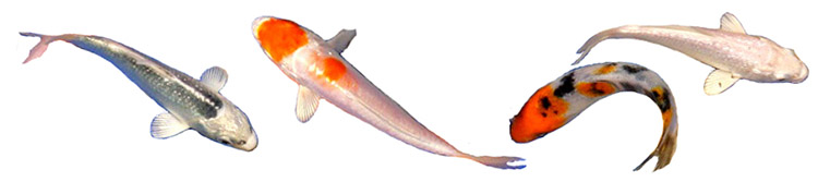india fishes