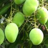 Mango Plants