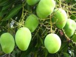 Mango Plants