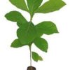 teak plants