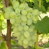 Grapes Plant
