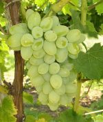 Grapes Plant