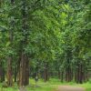 Sagwan Plantation in Rewa