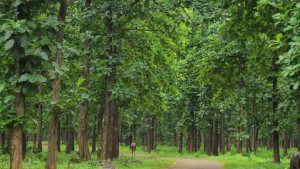 Teak Plants