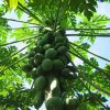 Papaya Plants