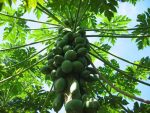 Papaya Plants