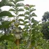 Sagwan plants in Sitapur