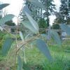 eucalyptus plant