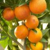Orange Plants