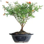 Pomegranate Plants