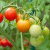 Tomato Plants
