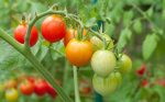 Tomato Plants