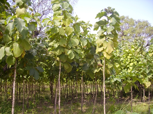 Sagwan plants in Kanpur