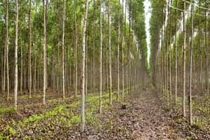 Eucalyptus plants in Chitrakoot