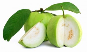 Guava Saplings (L-49)