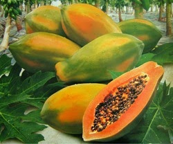 Tiwaness Papaya Saplings