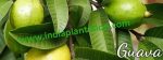 Guava Plant L-49