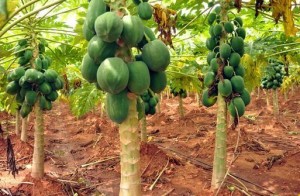 Tiwaness Papaya Saplings