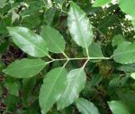 Red Sander Sapling