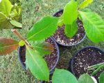Almond Plant- Prunus Dulcis
