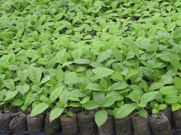 Sagwan farming in Lucknow