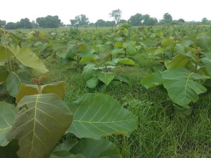 सागवान की खेती