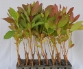 Eucalyptus Clone 288