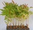 Eucalyptus Clone 290