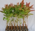 Eucalyptus Clone 3