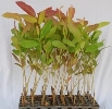 Eucalyptus Clone 316