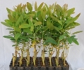 Eucalyptus Clone 413