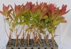 Eucalyptus Clone 7