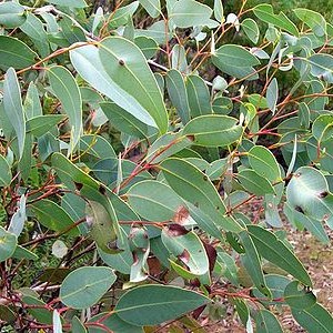 eucalyptus