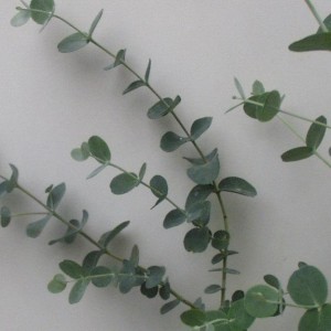 Eucalyptus plants