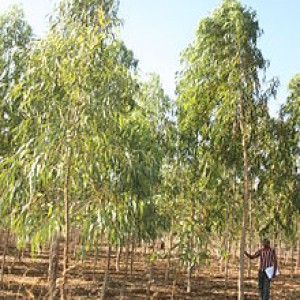 Eucalyptus plants