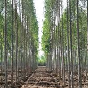 Eucalyptus plantation