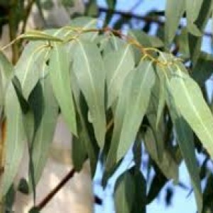 Eucalyptus plants